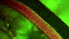 i'm stripping and ripping my clothes off for you