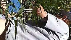 Hot suck and fuck in the 420 patch!