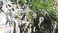 Hot suck and fuck in the 420 patch!