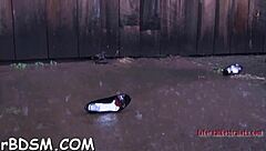 Why is this spicy brunette teasing with a massive sex toy today?