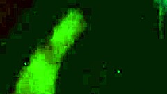 anna varentino swallows cum in hot room