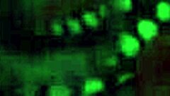 OMG, I swear this is the best gift ever with Joyliii, her big tits drivin’ me crazy!