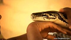 check out this sensual exotic dancing display