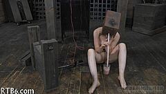 Wow, four stunning beauties squeezed inside a tiny cage, unreal! 😲