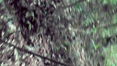 phatcat fucking in woods