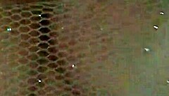 Provoquei o uber e deixei ele brincar com minha bucetinha.