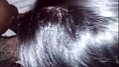 Phat ass latina takes big black cock in blowjob and doggystyle.