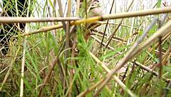 Anime hentai girl gets TIED UP and BOUND NAKED in wild bondage scene. Can't escape this trap.