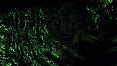 Alcina Dimitrescu busty milf has hot sex with Ethan Winters! 🔥