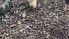 Chicken feeding station with cool tattoos