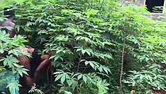 Softkind Delivers Christmas Gift by Taking Latina Stepmom from Behind in Bush