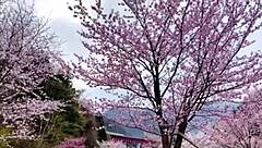 Solo female traveler explores Gunma Prefecture's Minakami natural hot springs in an authentic Japanese adventure.