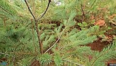 Her pussy grips his cock tight, refusing to let go in outdoor fun.