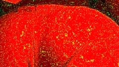 what happens when you fuck a transman's pussy face down in close-up action