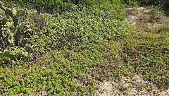 Outdoor Sex with Deep Blowjob and Super Hot Fucking Featuring Big Cock Latina in Dress on Beach