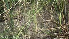 hey skinny african ebony with narrow ass shake it outdoors in the wild tribe heat