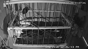 A non-edited downloaded feed from the cagecam